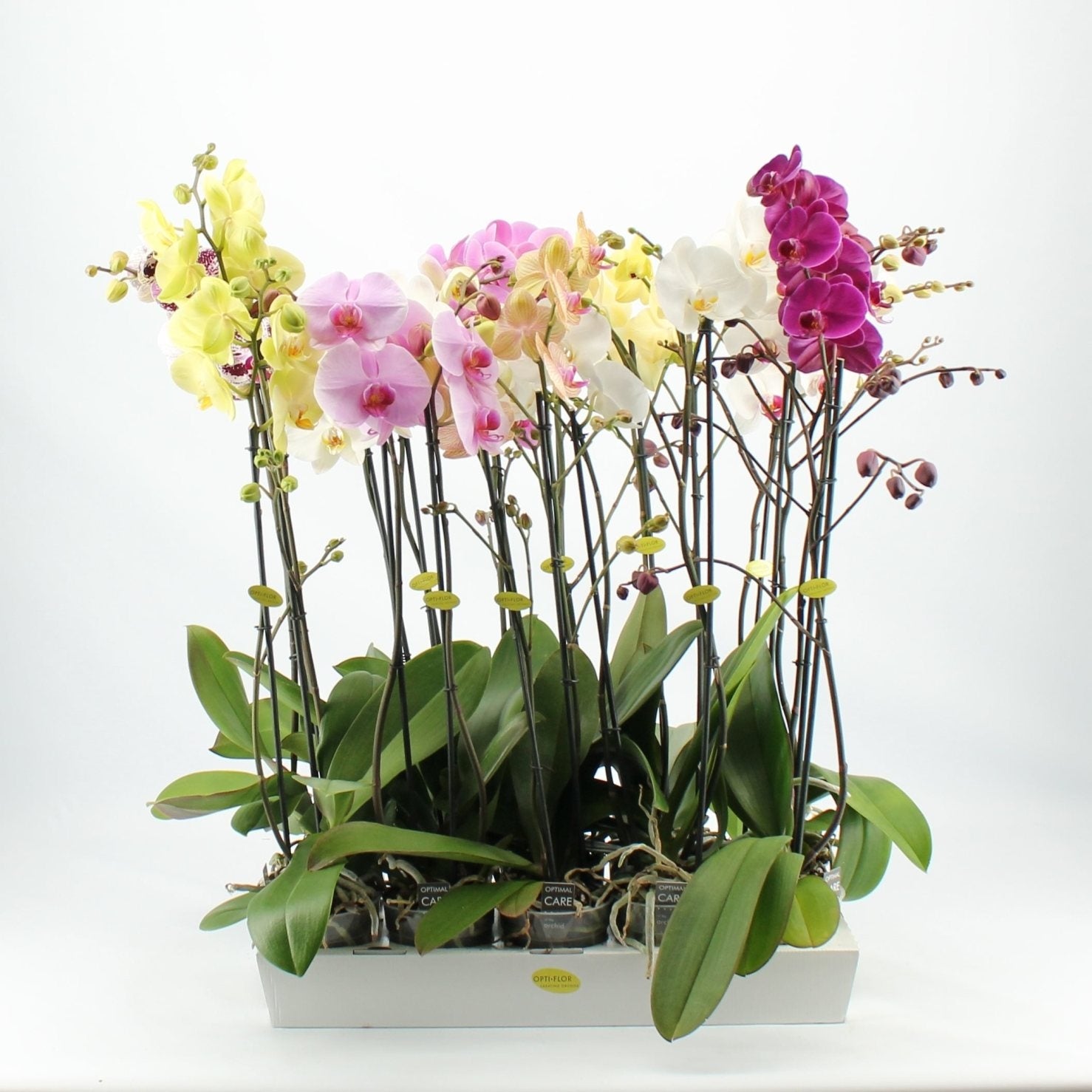 Phalaenopsis Orchidee 2 Zweige im Kultivierungsglas pro 10 Pflanzen