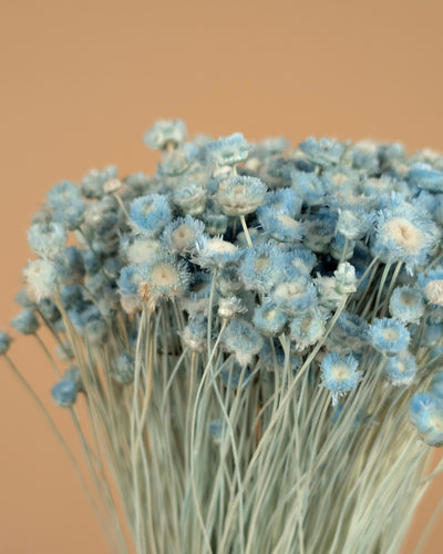 Gepreserveerd jazilda – licht blauw