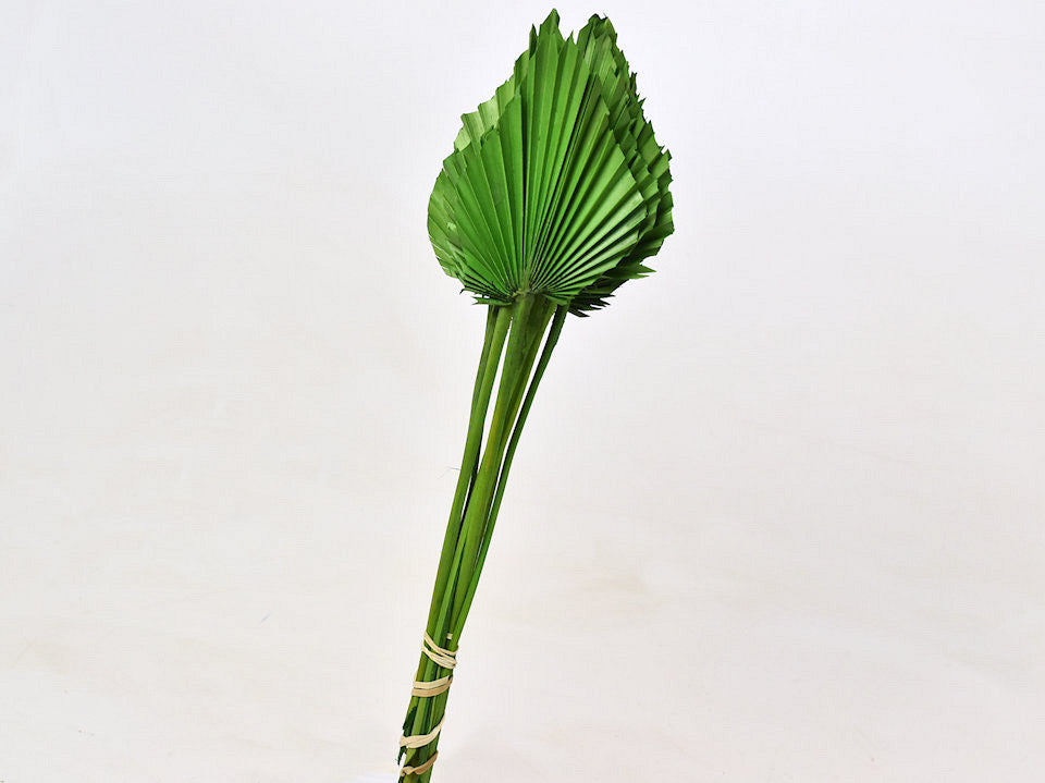 Palm spear apple green (10 pcs)