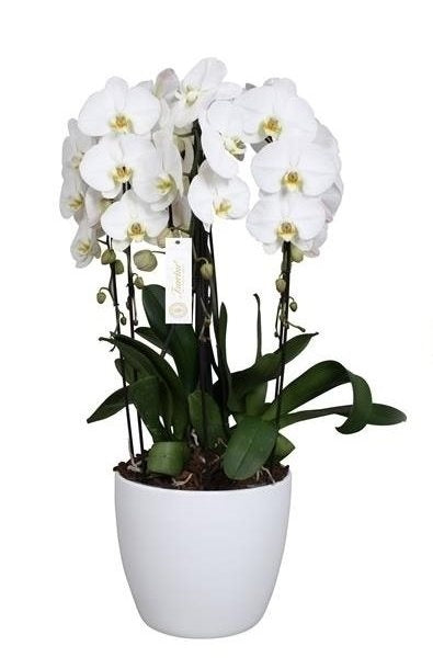 Phalaenopsis Orchida Grandiflora Tsarine Crownn