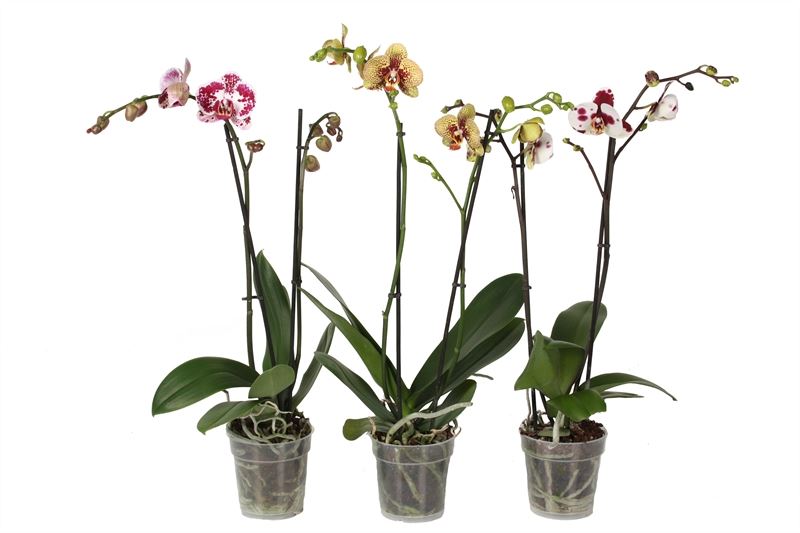 Phalaenopsis white, yellow and pink (3 pieces)