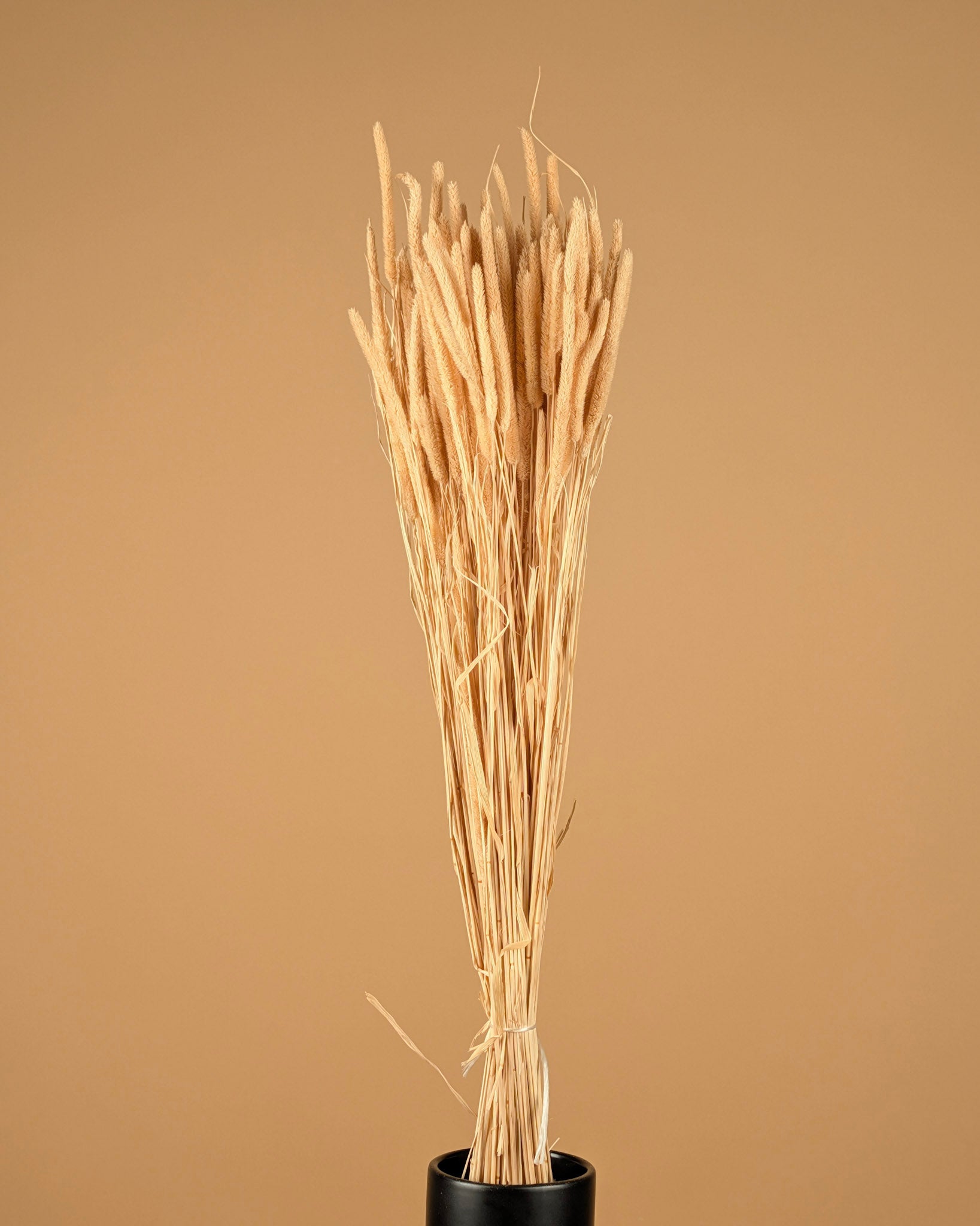 Phleum speakens bleached