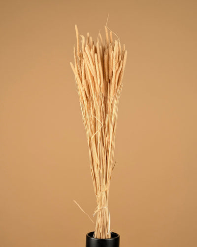 Phleum speakens bleached