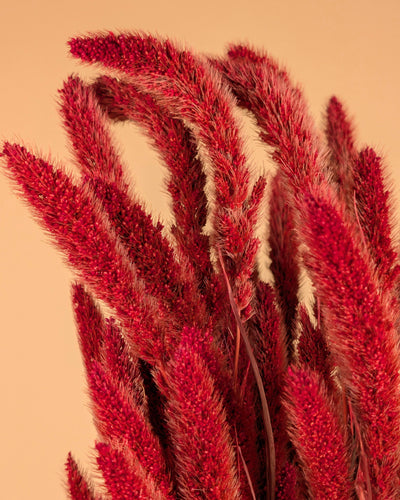 Dried setaria red