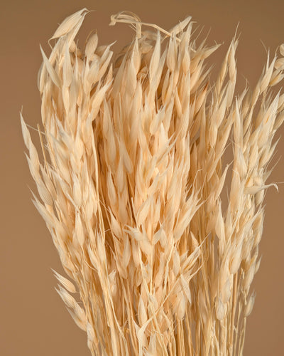 L'avoine séchée (avena) blanchie