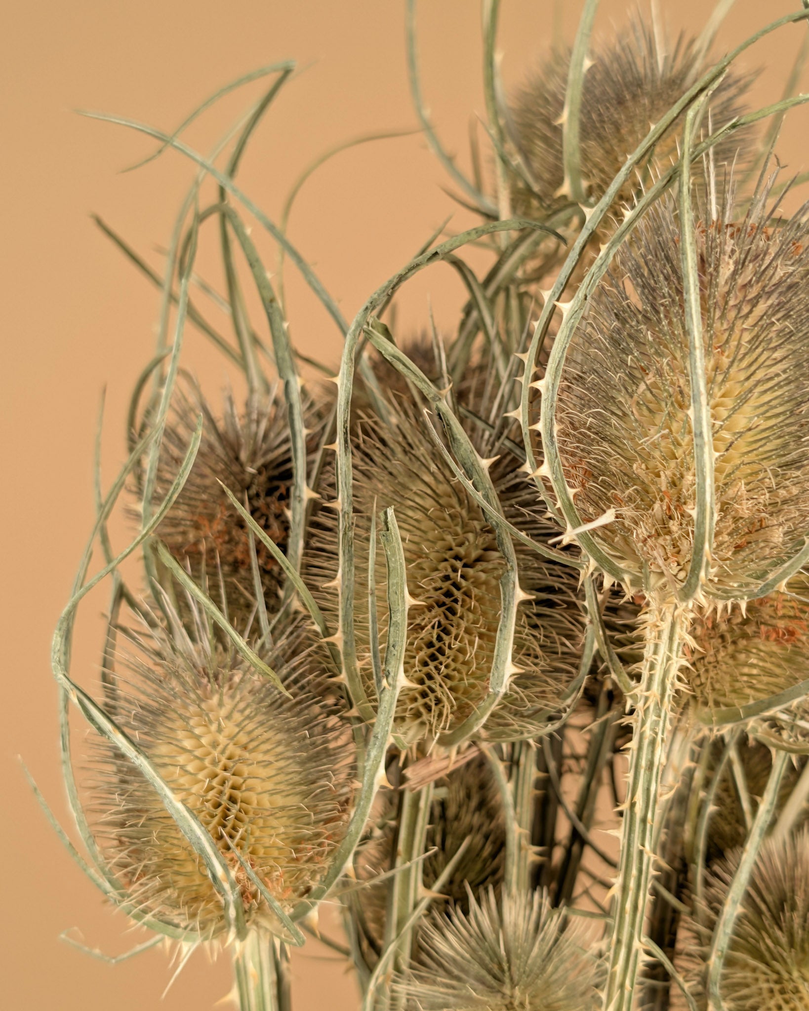 Dried Cardoon Distel Natural Brown