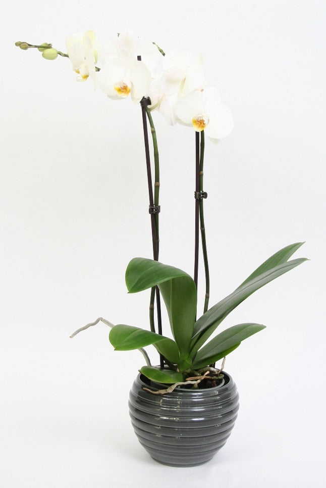 Phalaenopsis Orchidee 2 takken in keramiek Move donker grijs