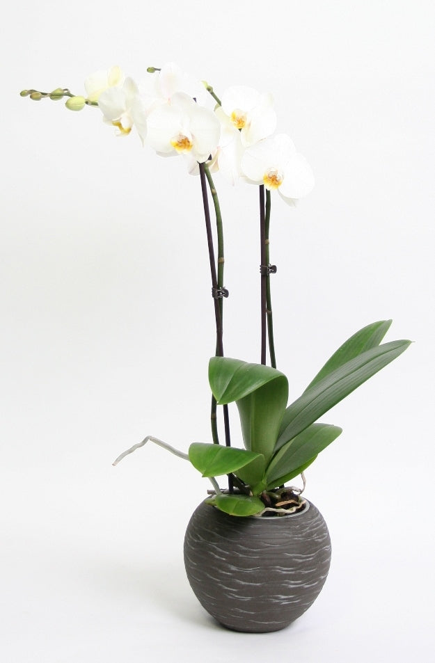 Phalaenopsis Orchidee 2 takken in keramiek Sudan donkergrijs