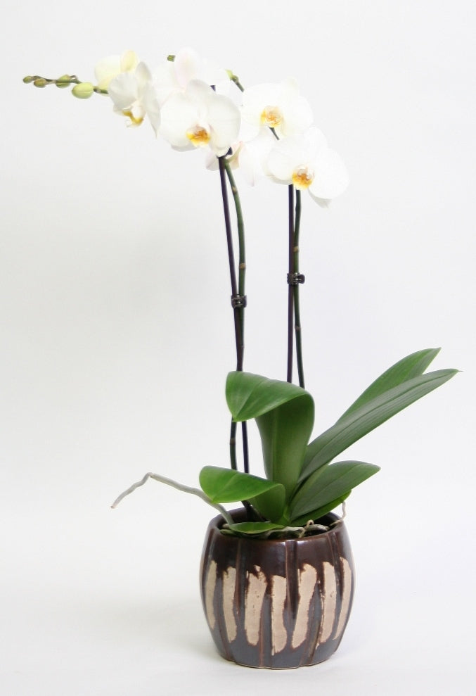 Phalaenopsis Orchid 2 branches en céramique Jurre Brown