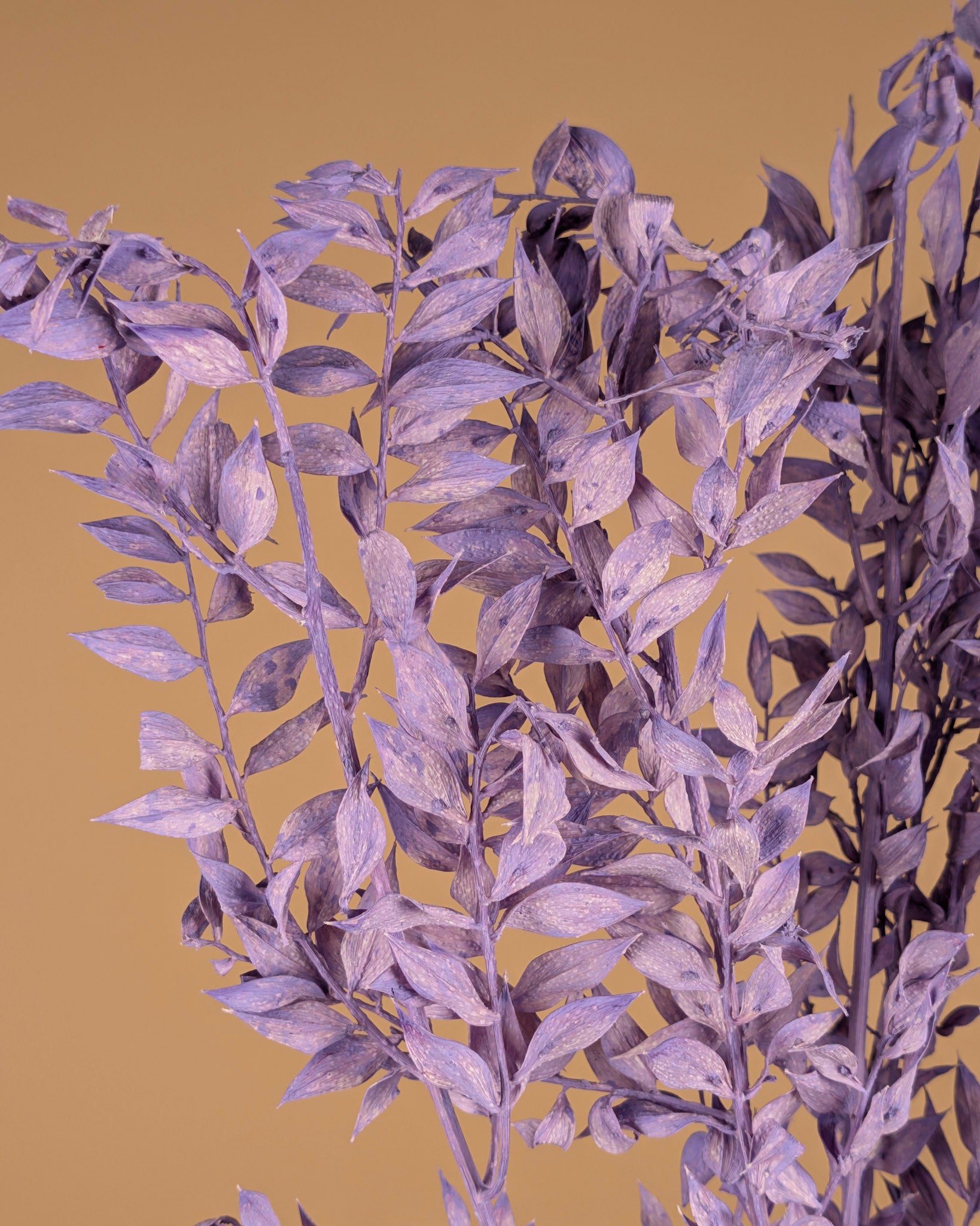 Ruscus milla préservé