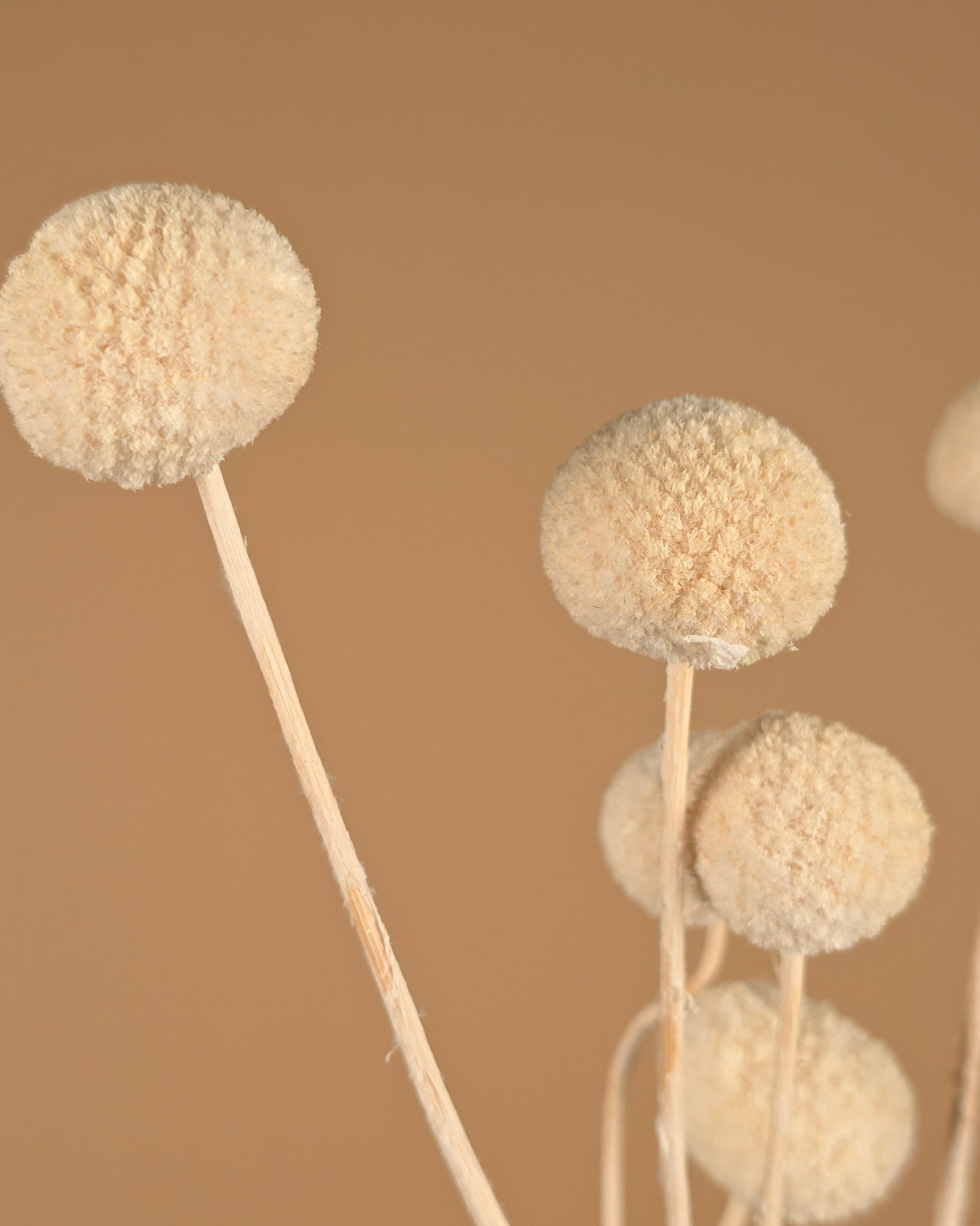 Gedroogde craspedia – wit gebleekt