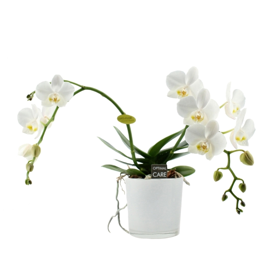 Phalaenopsis Wild Orchid wit in een witte ronde glaspot