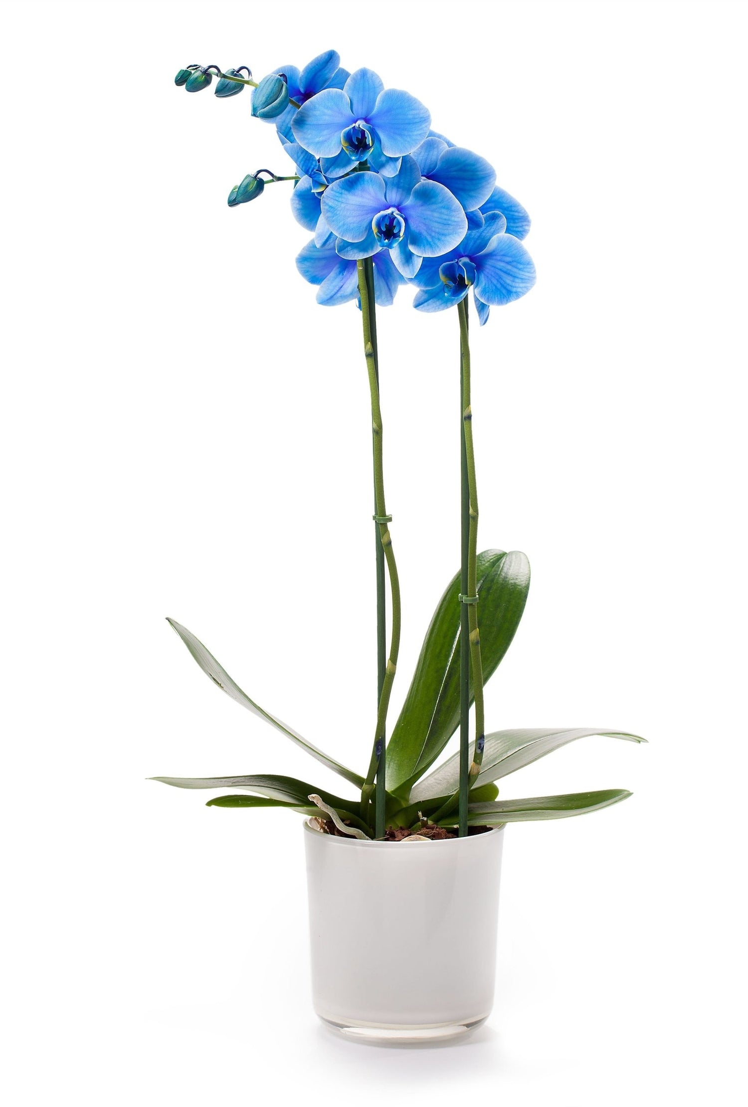 Phalaenopsis Orchid Blue 2 branches dans un endroit en verre blanc