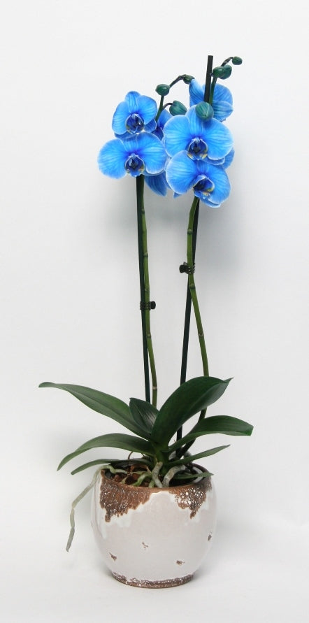 Phalaenopsis 2 branches painted blue in ceramic old look