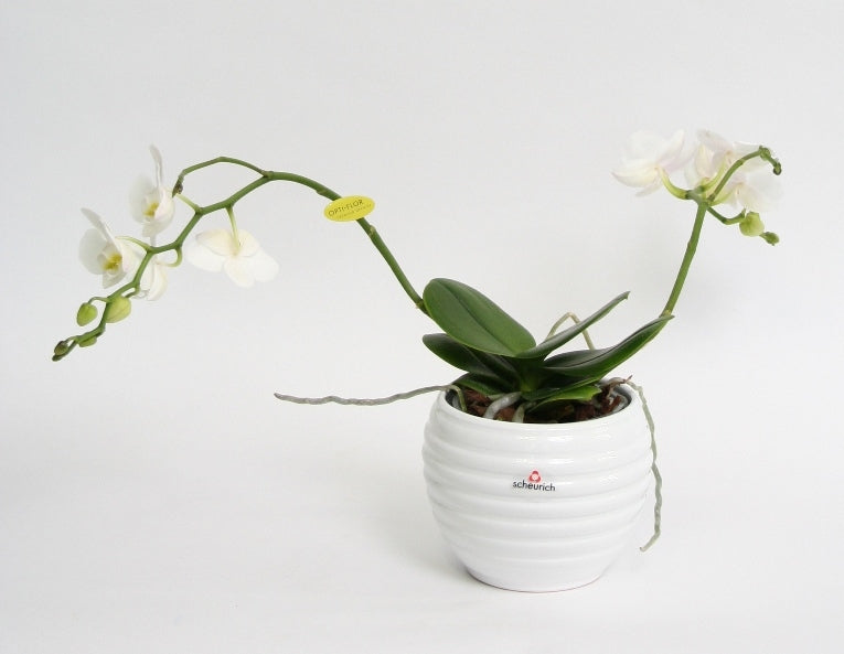 Phalaenopsis Wild Orchid White in a white ceramic move pot