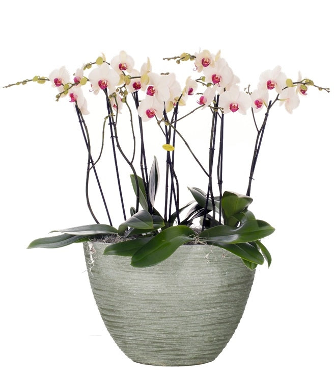 Phalaenopsis Package in Ceramic Dick Kras Gray