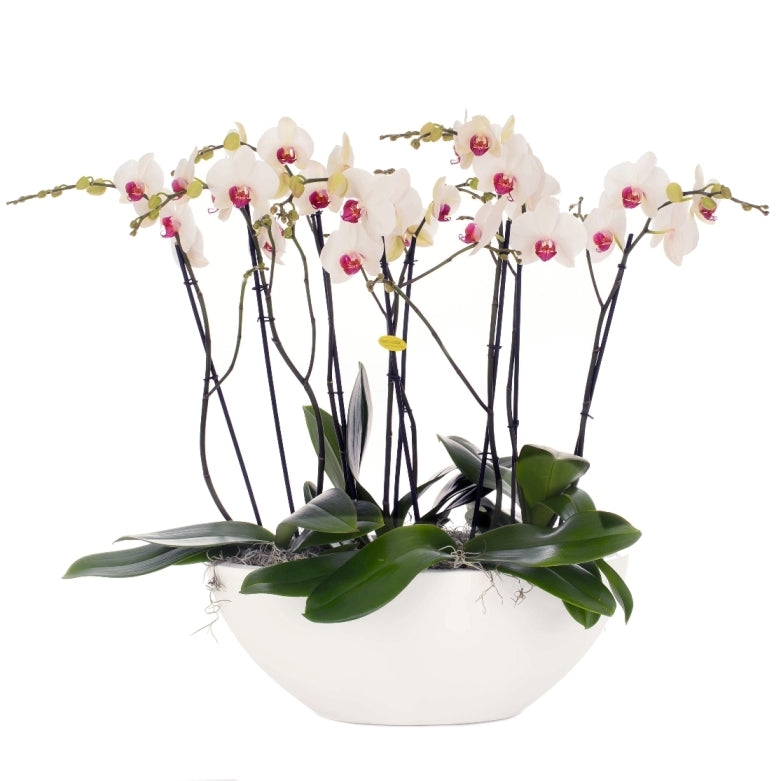 Phalaenopsis Arrangement White in Scale Glossy Ovaal