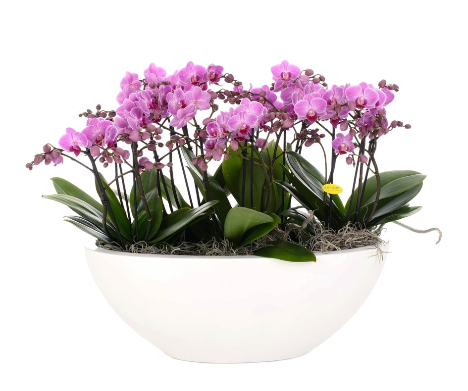 Phalaenopsis Arrangement Pink in Scale Glossy Ovaal