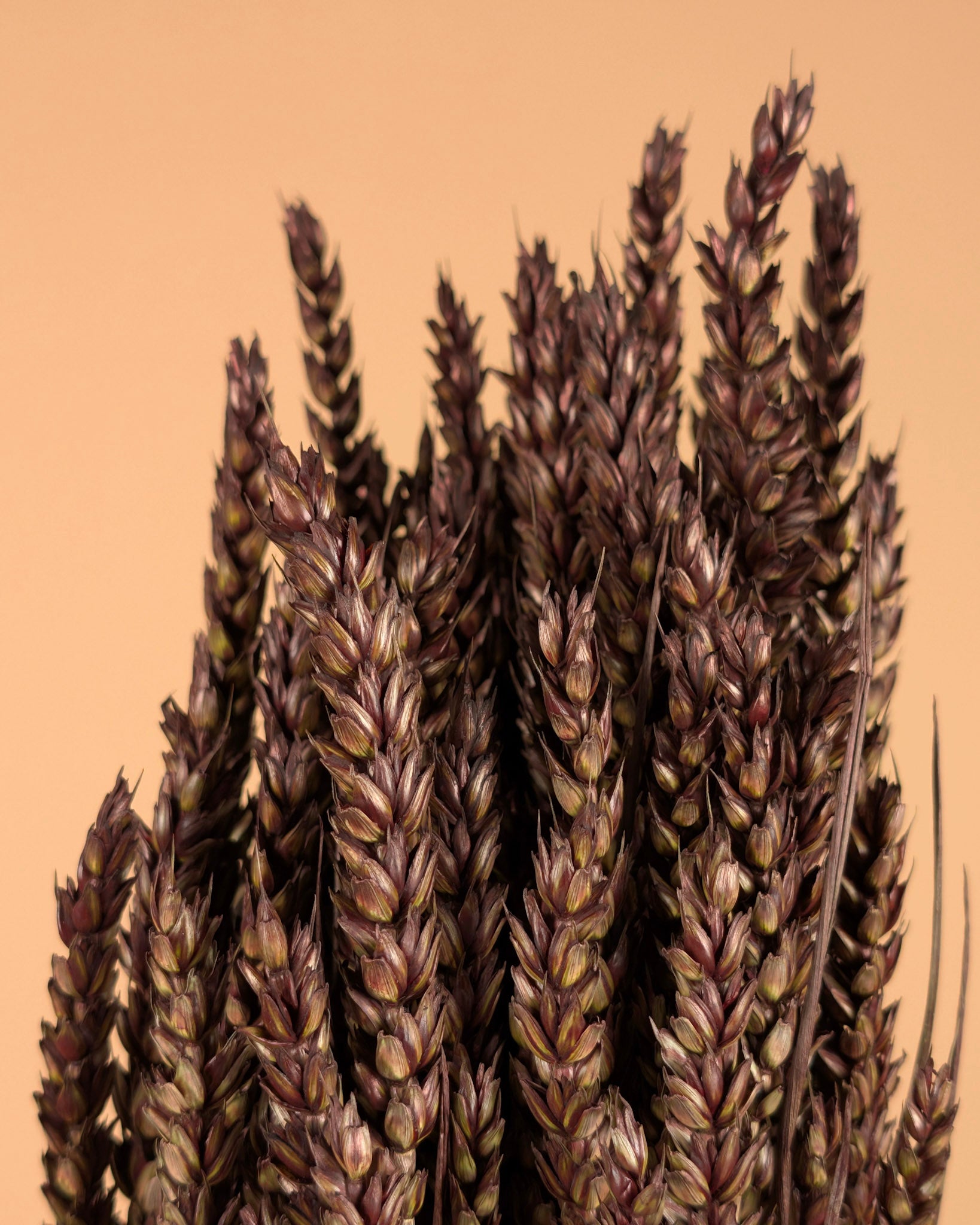 Dried wheat dark brown