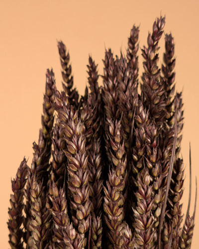 Dried wheat dark brown