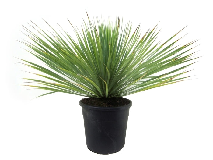 Yucca Rostata