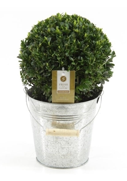 Buxus bol van 30 cm in een zinken emmer