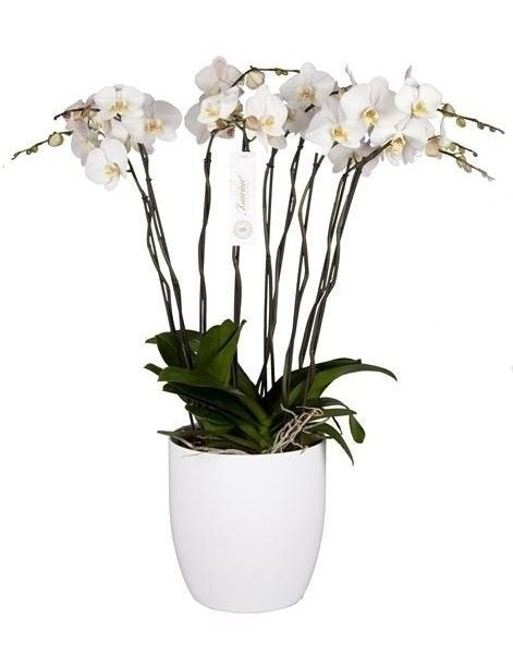 Phalaenopsis Orchidee Grandiflora Tsarine Grand Deco