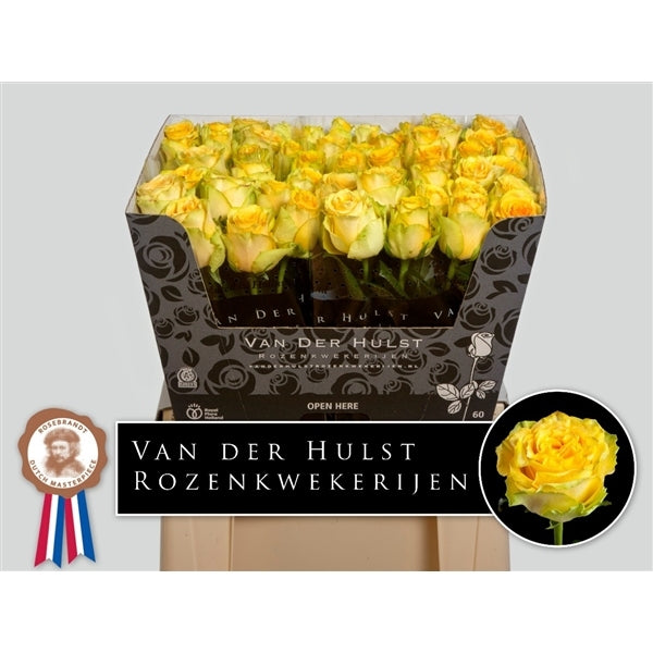 Gele Rozen boeket van lange grootbloemige Rozen