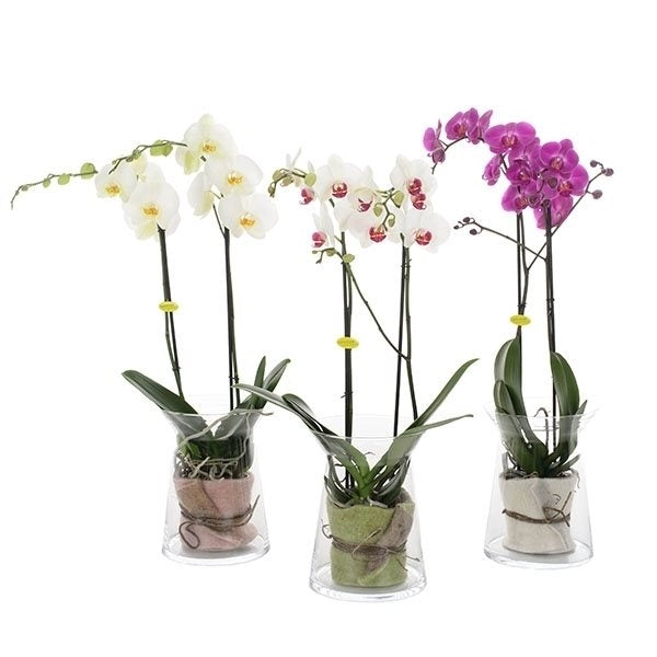 Phalaenopsis Orchidee in zandloper glas met vilt doek