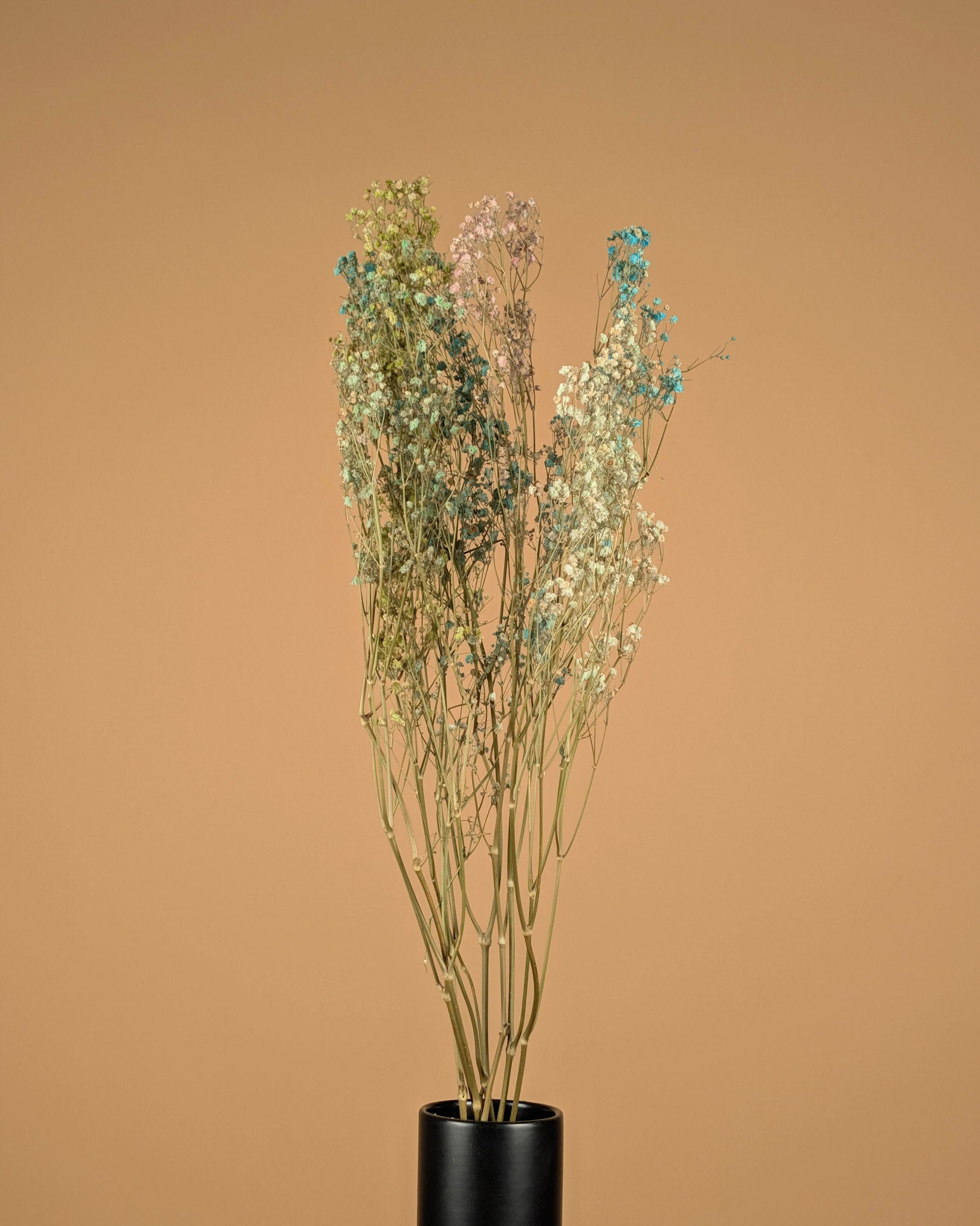 Gedroogd gipskruid (gypsophila) – regenboog kleuren