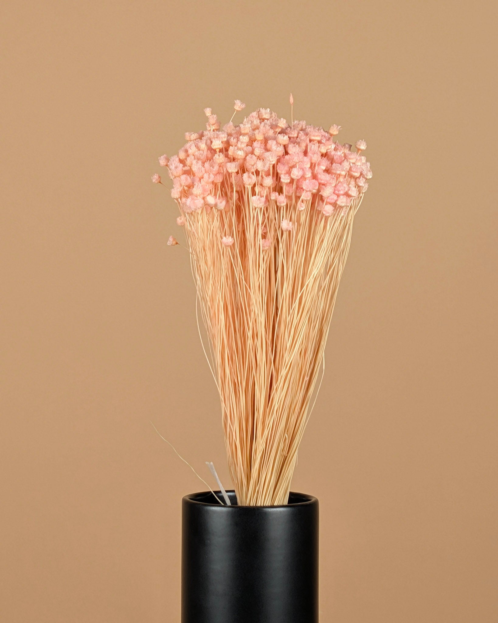 Dried Cardoon Distel Oranje Painted