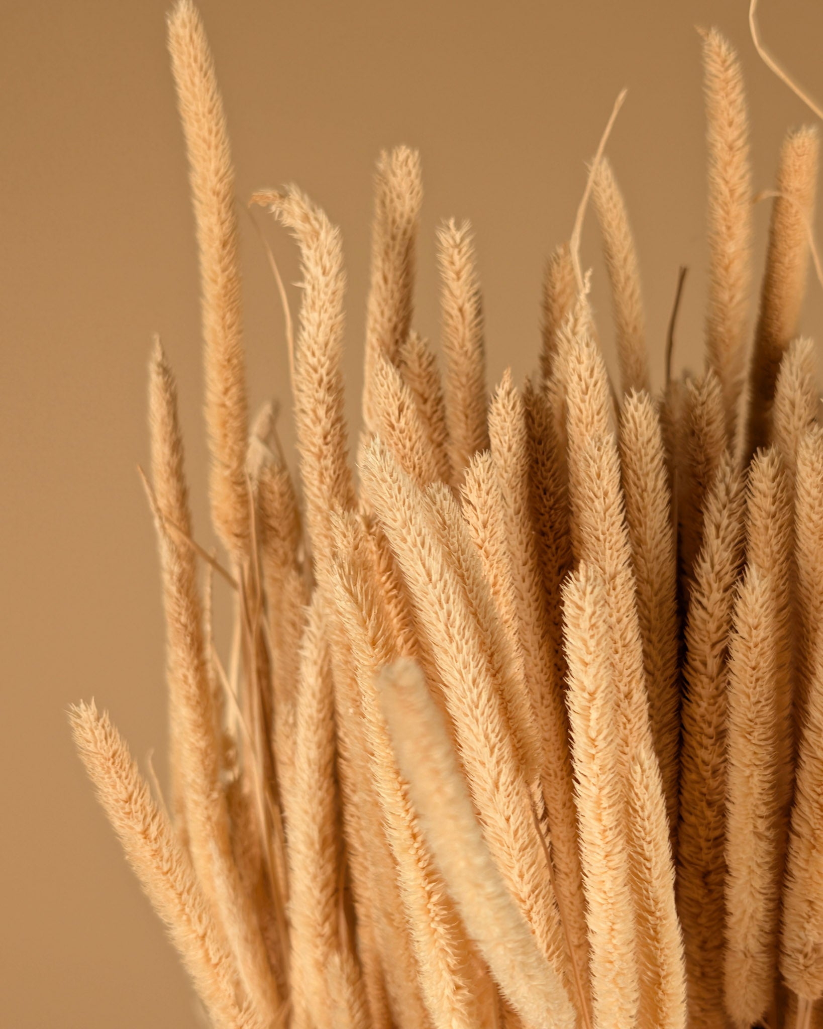 Phleum speakens bleached