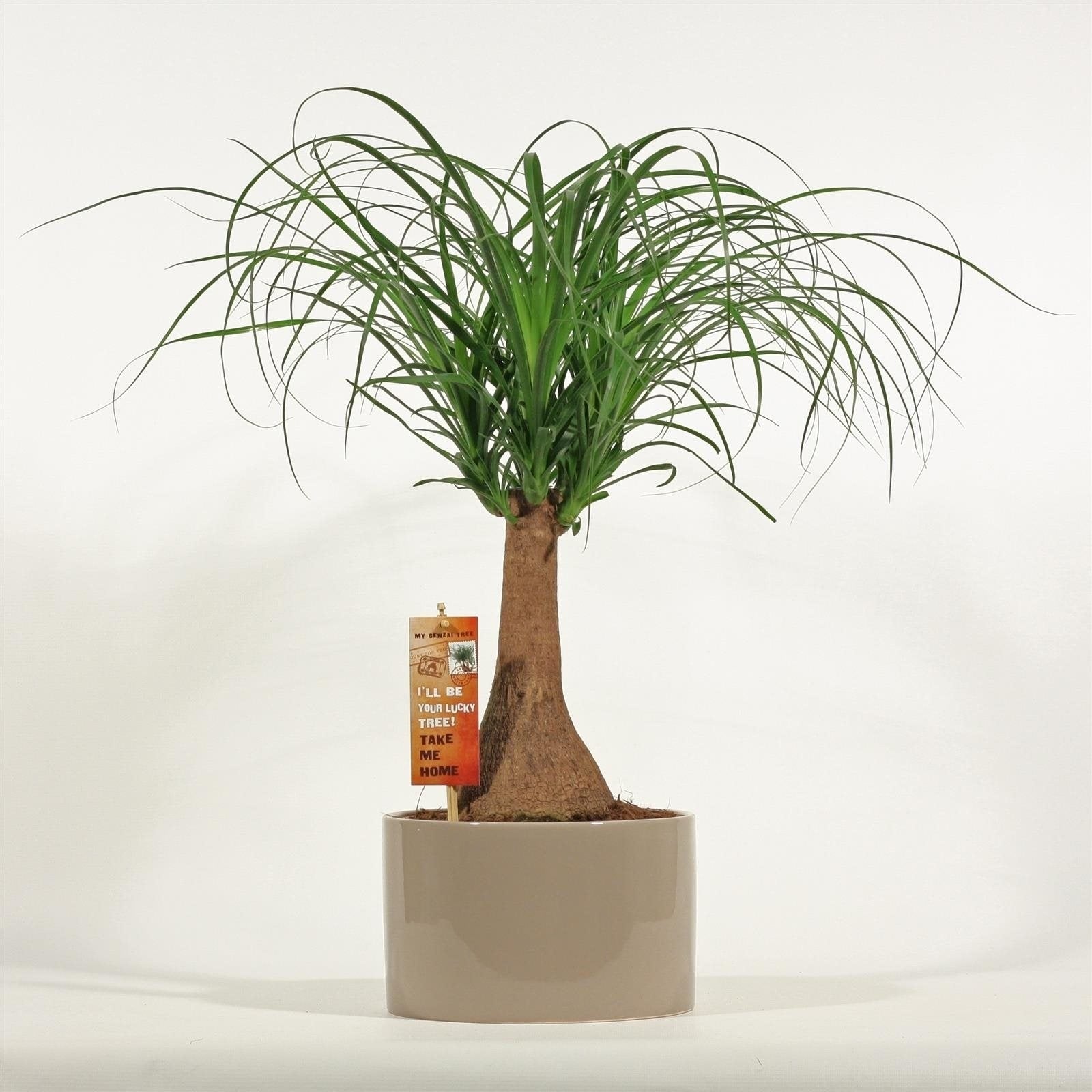 Nolina Beaucarnea in a round taupe -colored ceramic pot