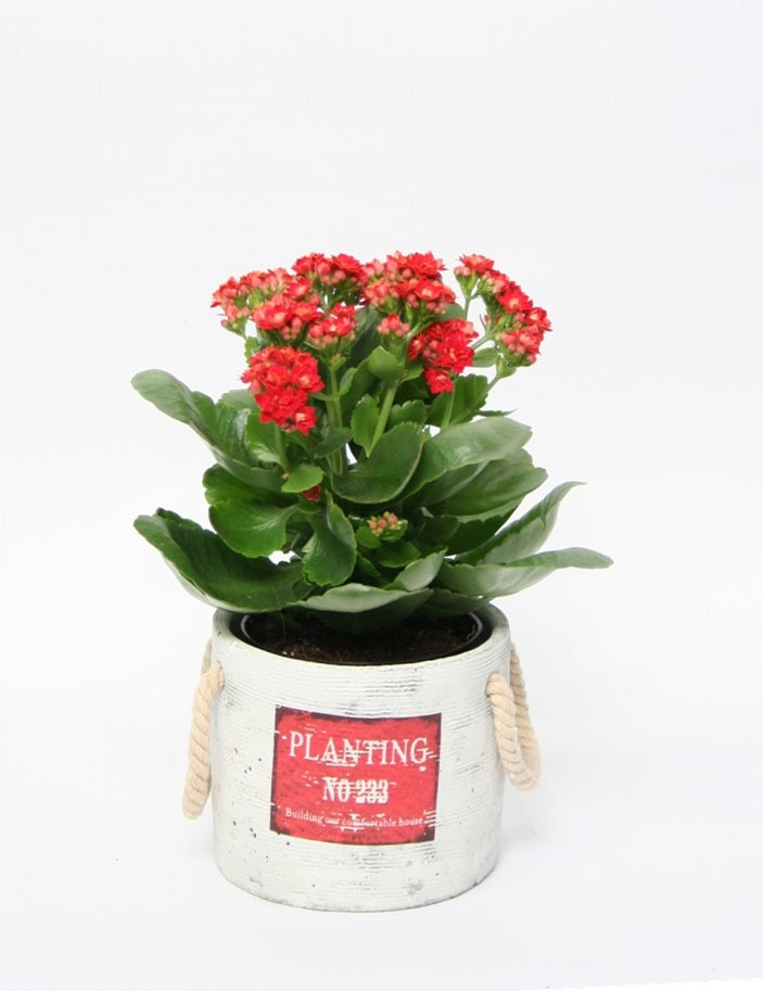 Kalanchoë in keramieke pot Planting rood