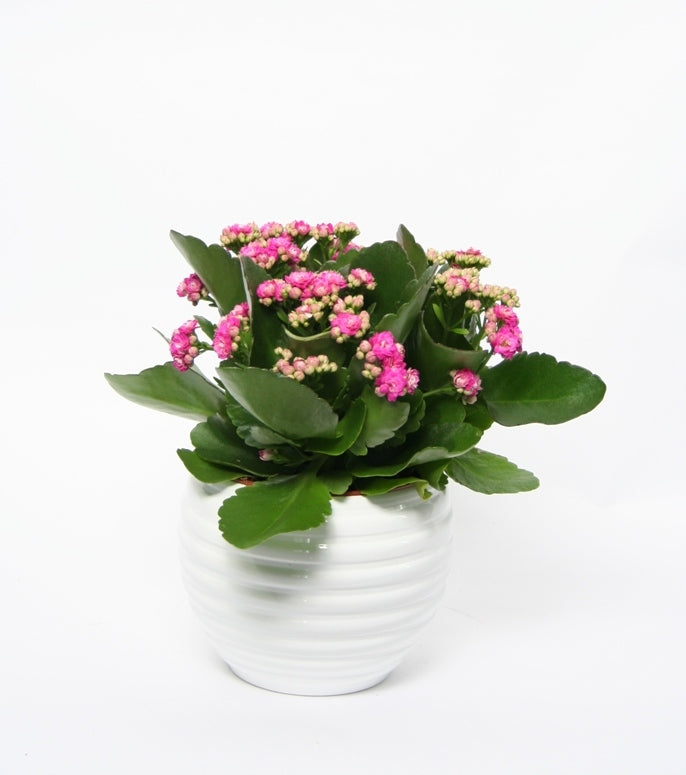 Kalanchoe in white ceramic flowerpot Move