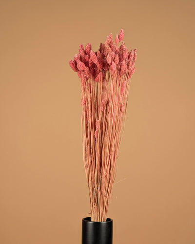 Phalararis séché rose clair (kanariegras)