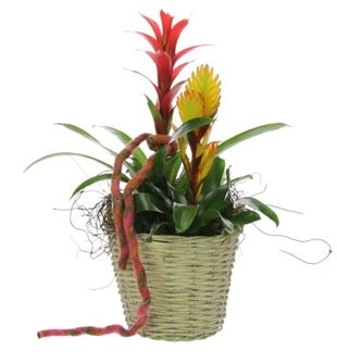 Bromelia arrangement in een rieten mand