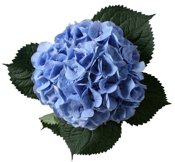 5 Hortensia flowers short