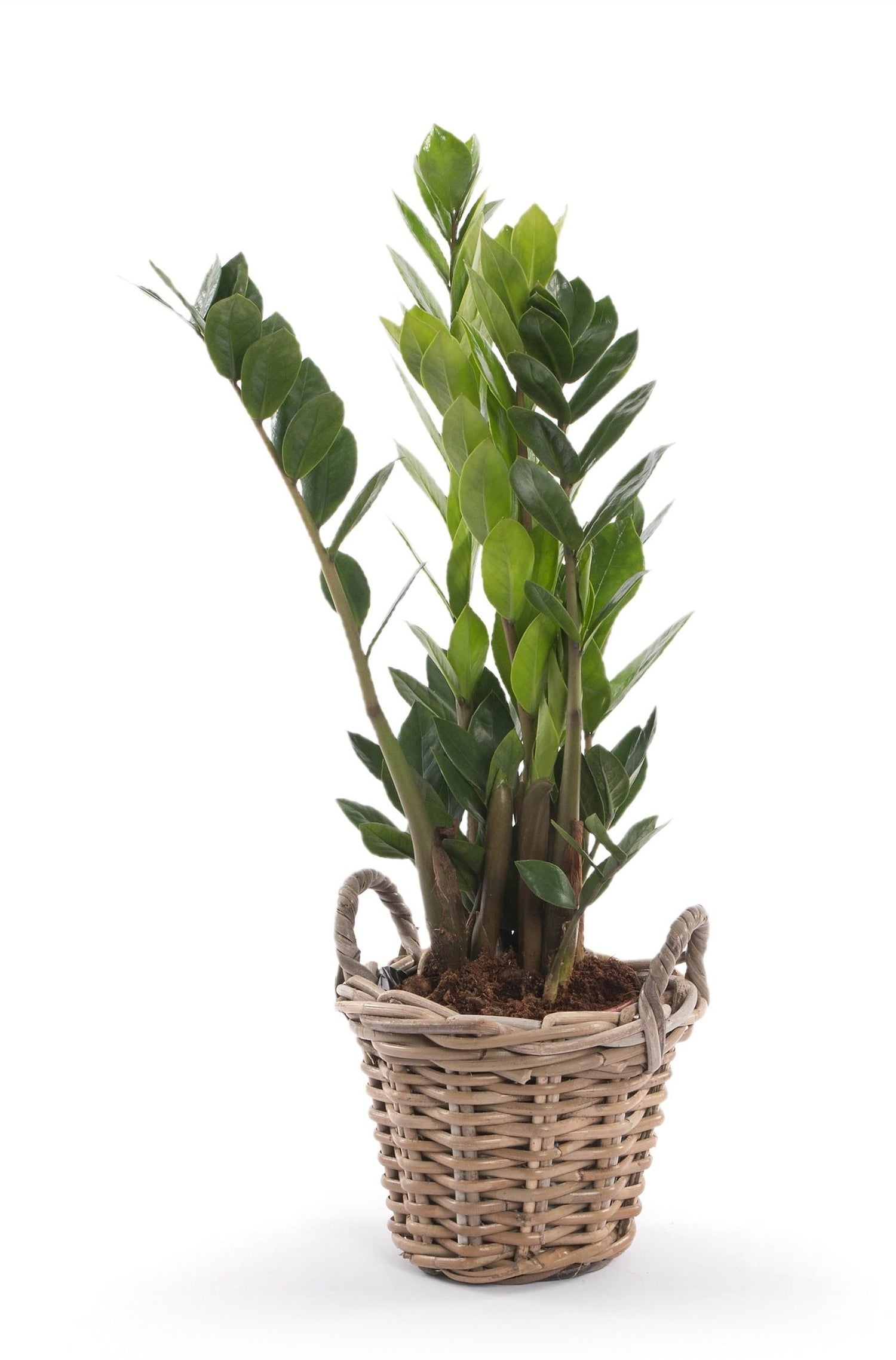 Zamioculcas in een rieten mand