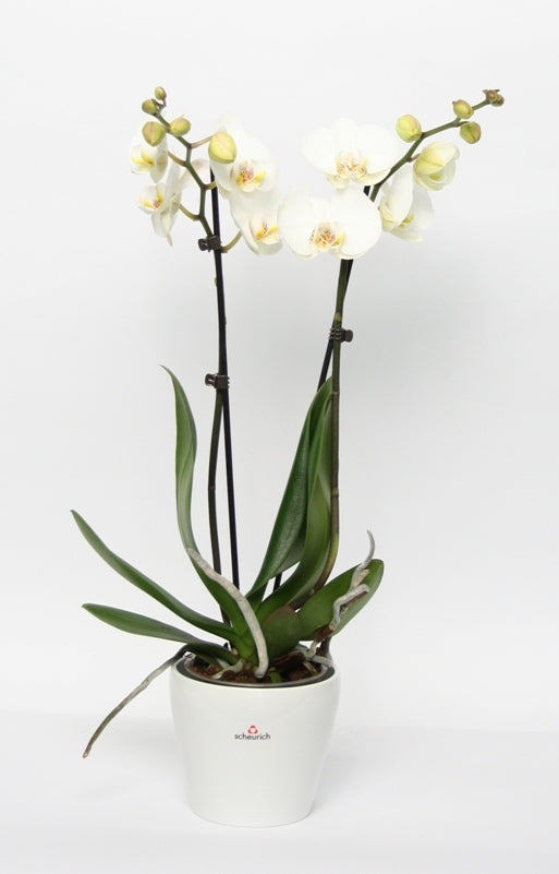 Phalaenopsis Orchidee 2 takken in keramiek Tulipa wit