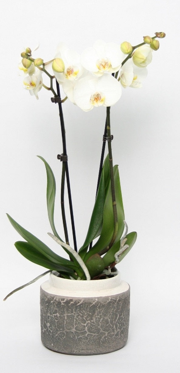 Phalaenopsis Orchidee 2 takken in keramiek Durban wit