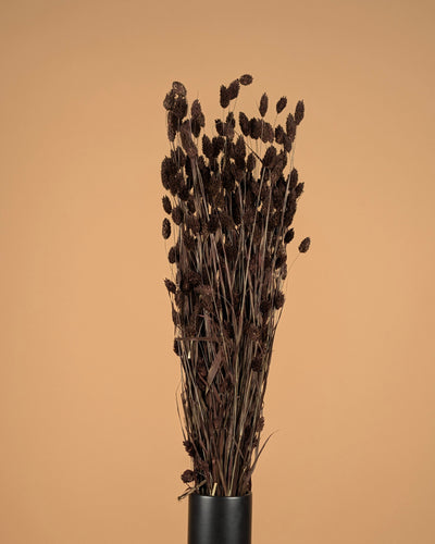 Getrocknete Phalaris dunkelbraun