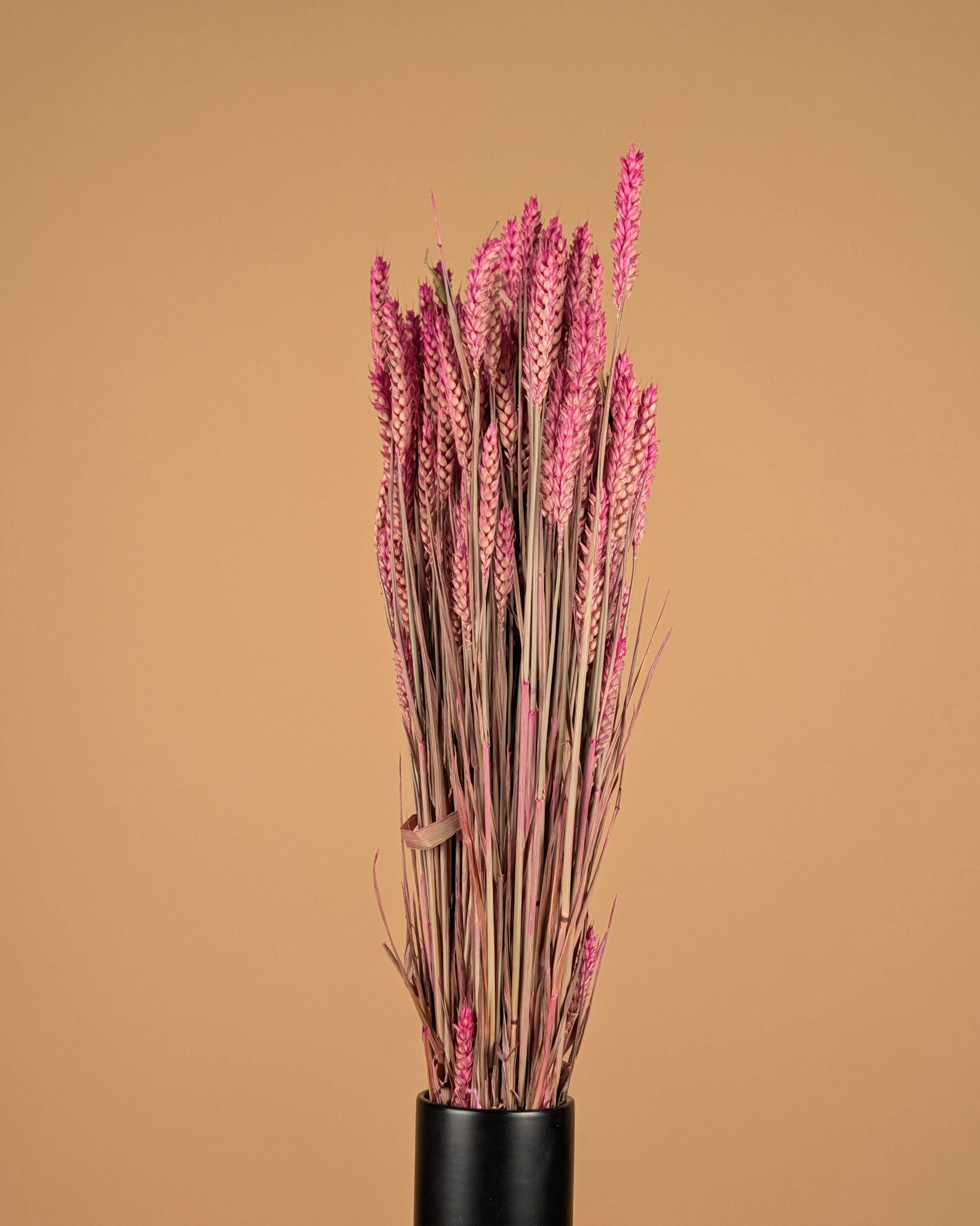 Dried Wheat Dark Pink (Triticum)