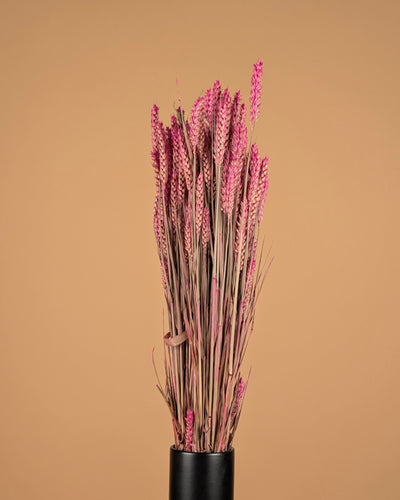 Dried Wheat Dark Pink (Triticum)