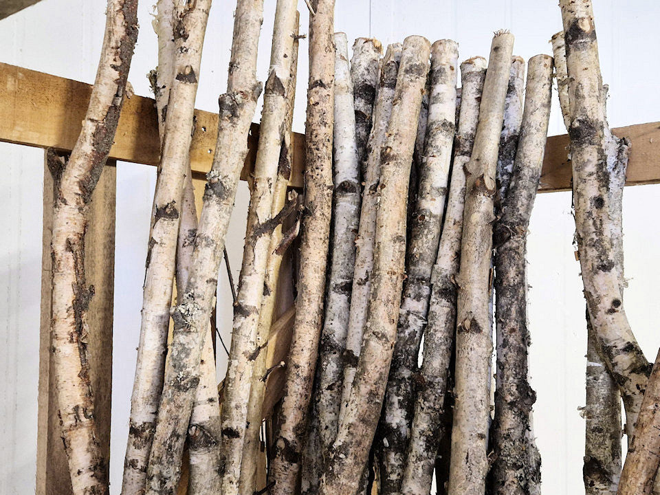 Birkenstamm weiß 1m 3-5 cm