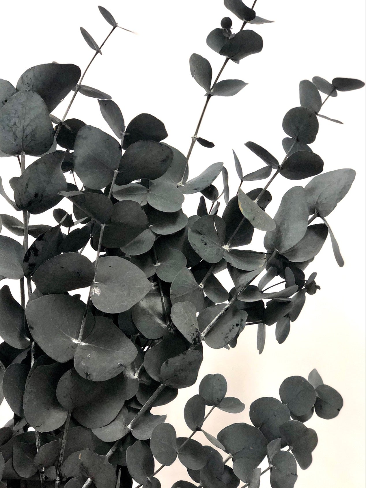 Eucalyptus Cinerea gepreserveerd blauw-groen