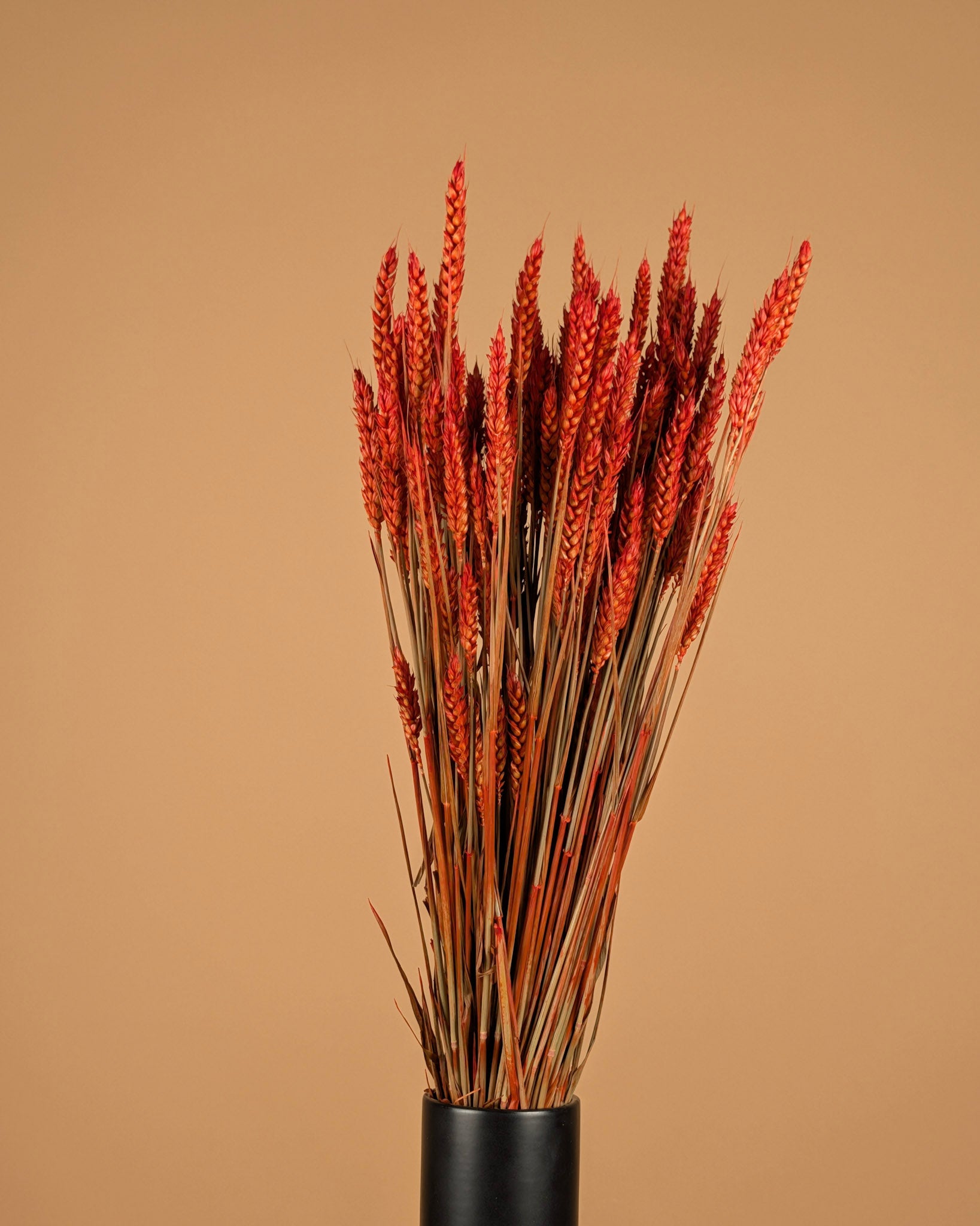 Dried Wheat Dark Orange (Triticum)