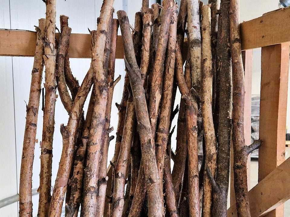 Birkenstamm rot 1m 3-5 cm