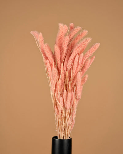Dried Setaria Light Pink