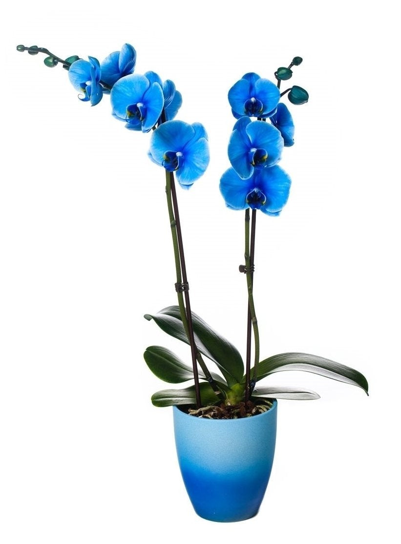 Phalaenopsis Orchid Blue 2 Zweige im Keramikwechsel